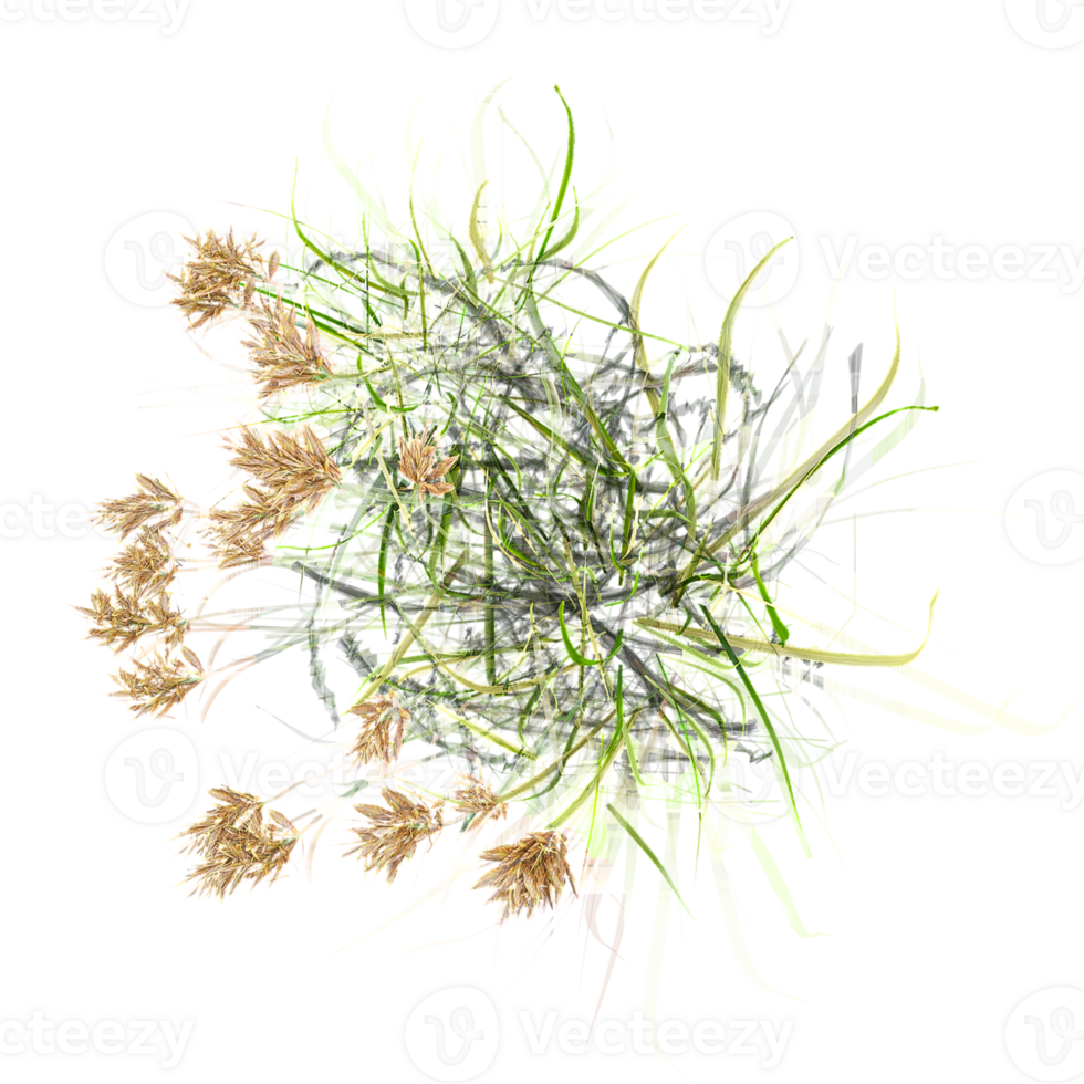Topview of Nut grass with plant isolated on transparent Canvas png
