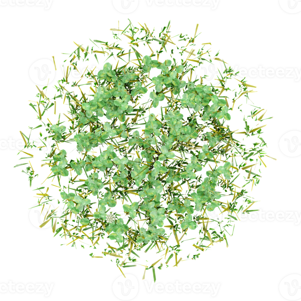 3d illustration of Eucalyptus gunnii isolated on transparent Canvas from top view png