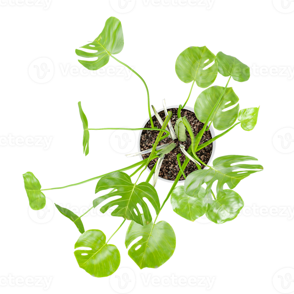 3d illustration of Swiss cheese plant in pot isolated on transparent canvas from top view png