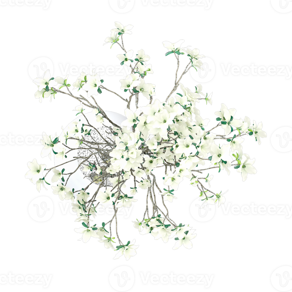 3D rendering of Cornus officinalis in pot isolated on transparent canvas from top view png
