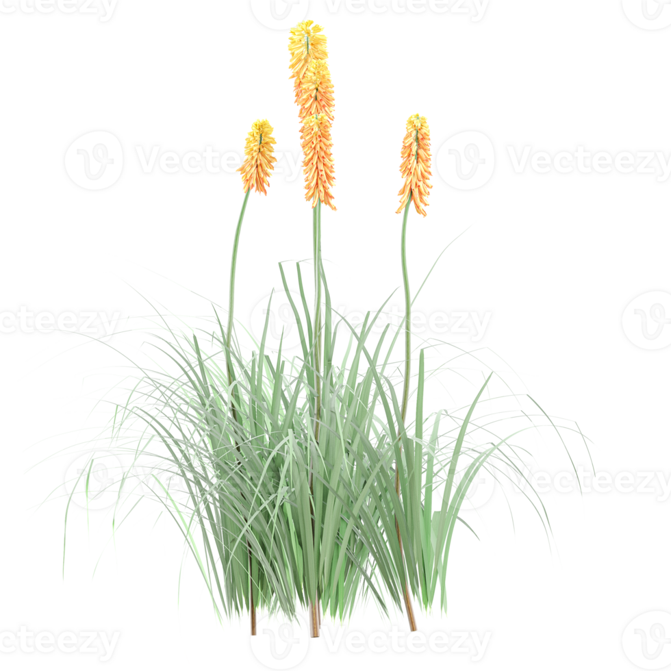 3d illustration of Red hot poker isolated on transparent Canvas png