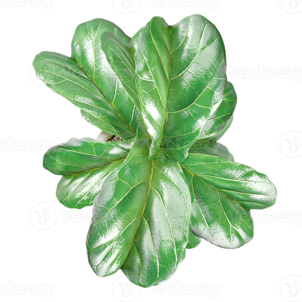 3D rendering of Fiddle-leaf fig in pot isolated on transparent canvas from top view png