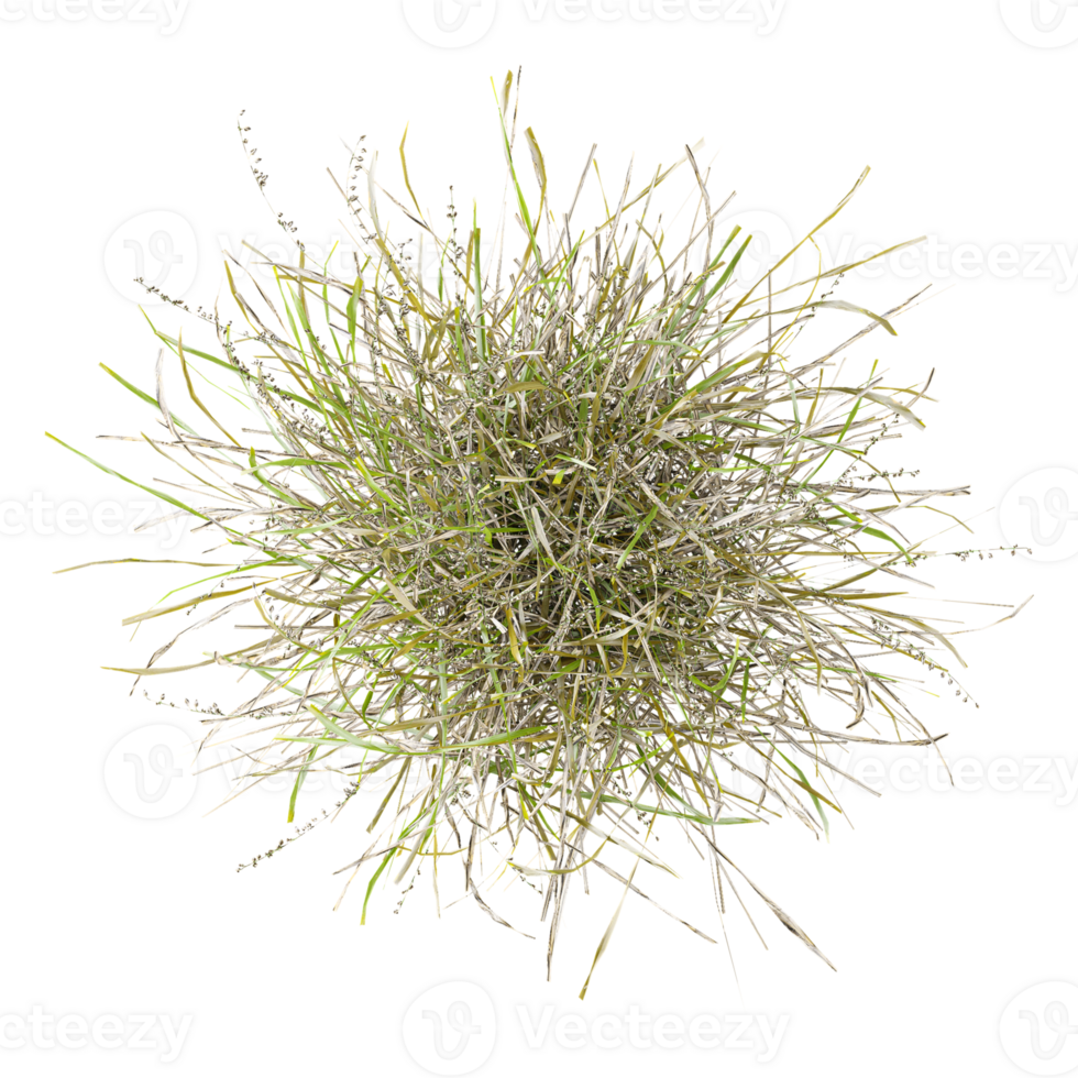 beautiful grass isolated on Canvas from top view png