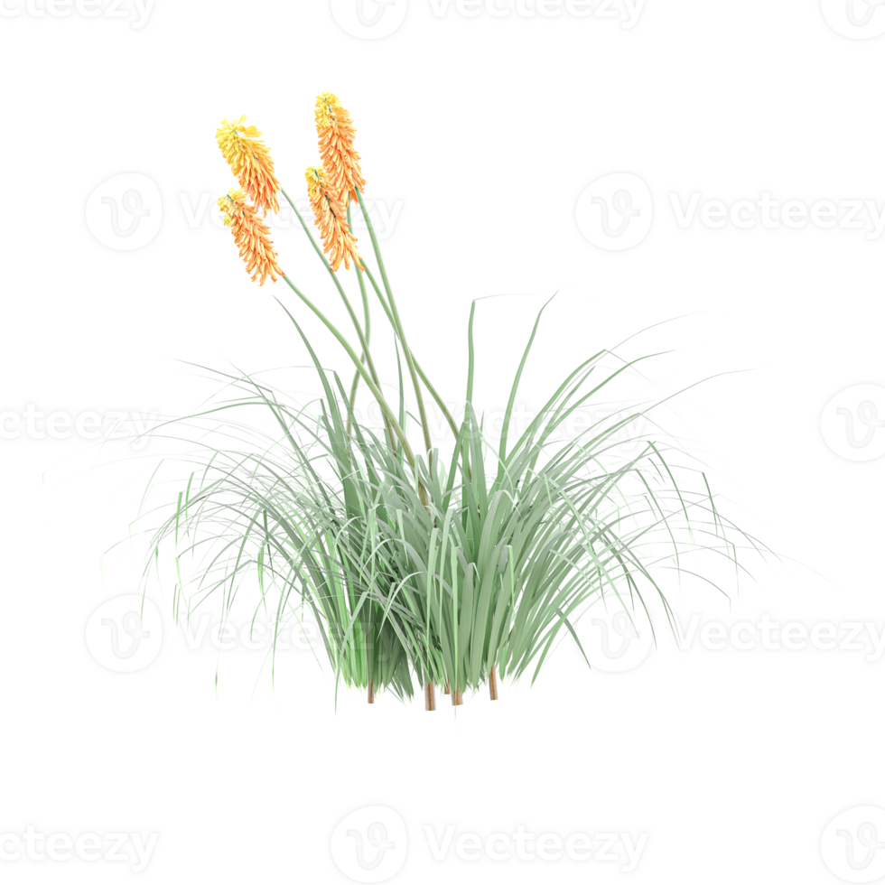3d rendering of Red hot poker isolated on transparent Canvas png