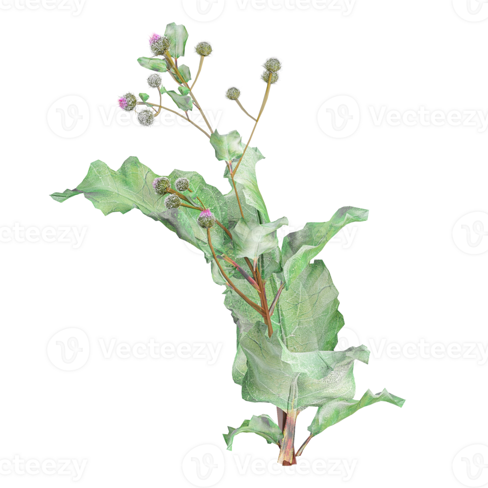 3d illustration of Burdock plants and grass isolated on transparent canvas png