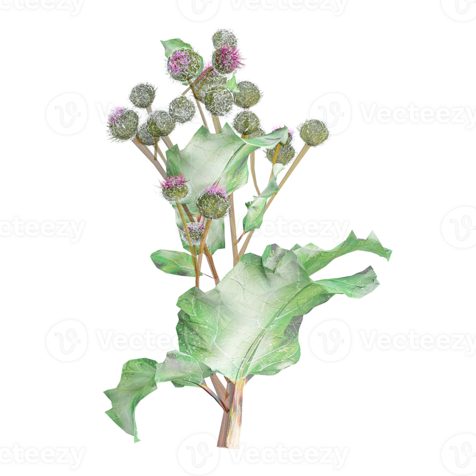 collection of Burdock plants with realistic style png