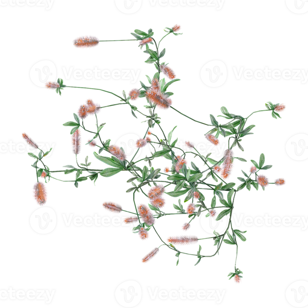 Green Hare's-foot clover isolated on transparent Canvas from the top view png