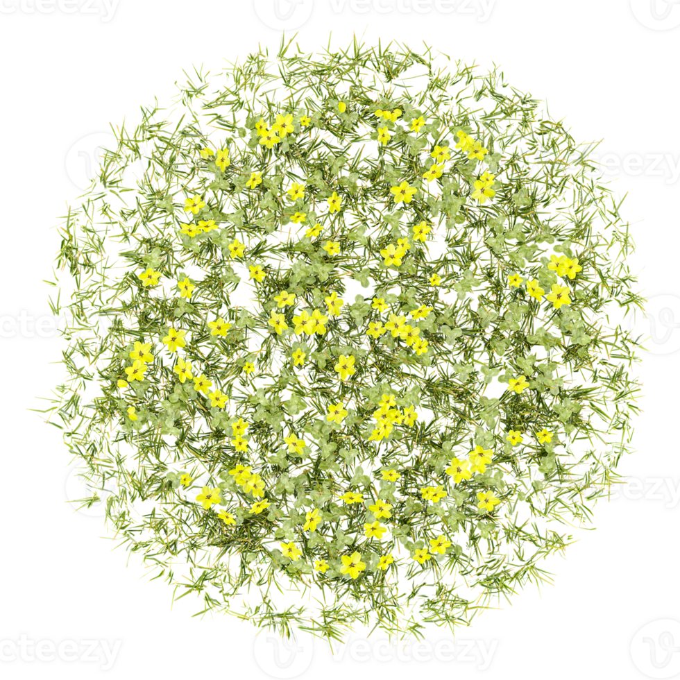 3d illustration of Bermuda buttercup isolated on transparent Canvas from top view png