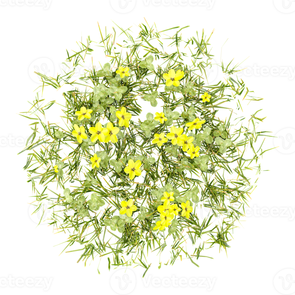 Bermuda buttercup isolated on transparent Canvas from top view png