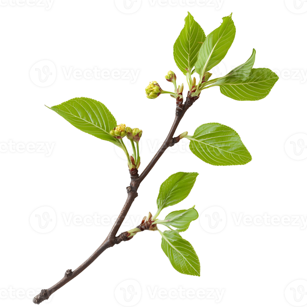 A Branch of New Life png