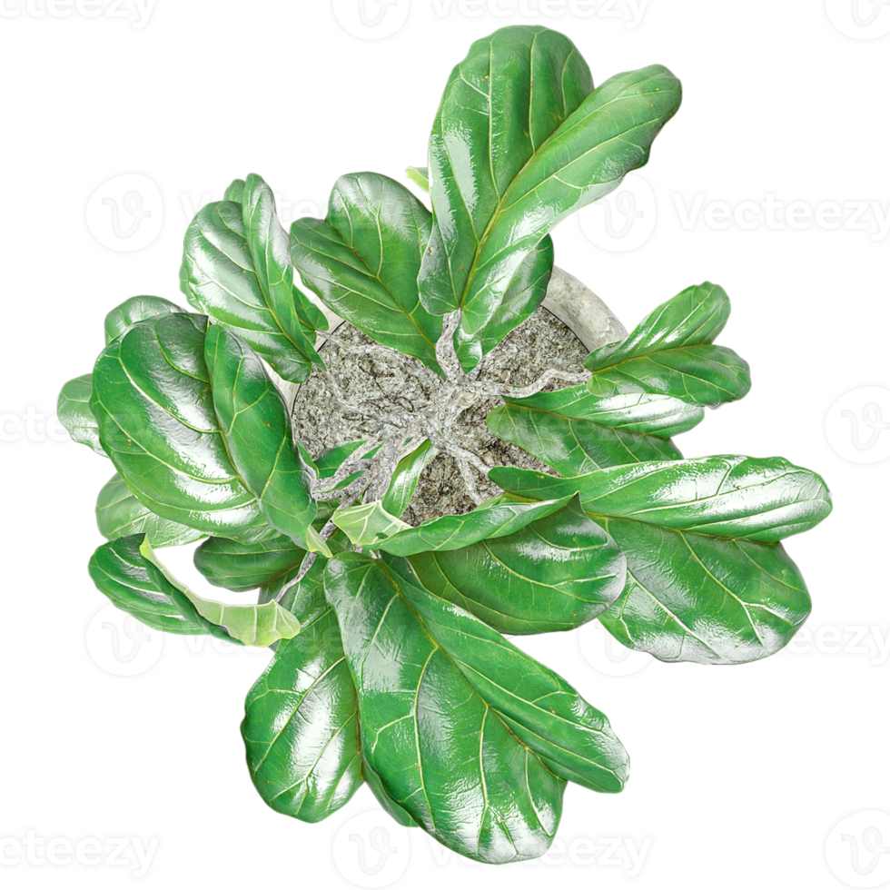 collection of Fiddle-leaf fig in pot with realistic style from top view png