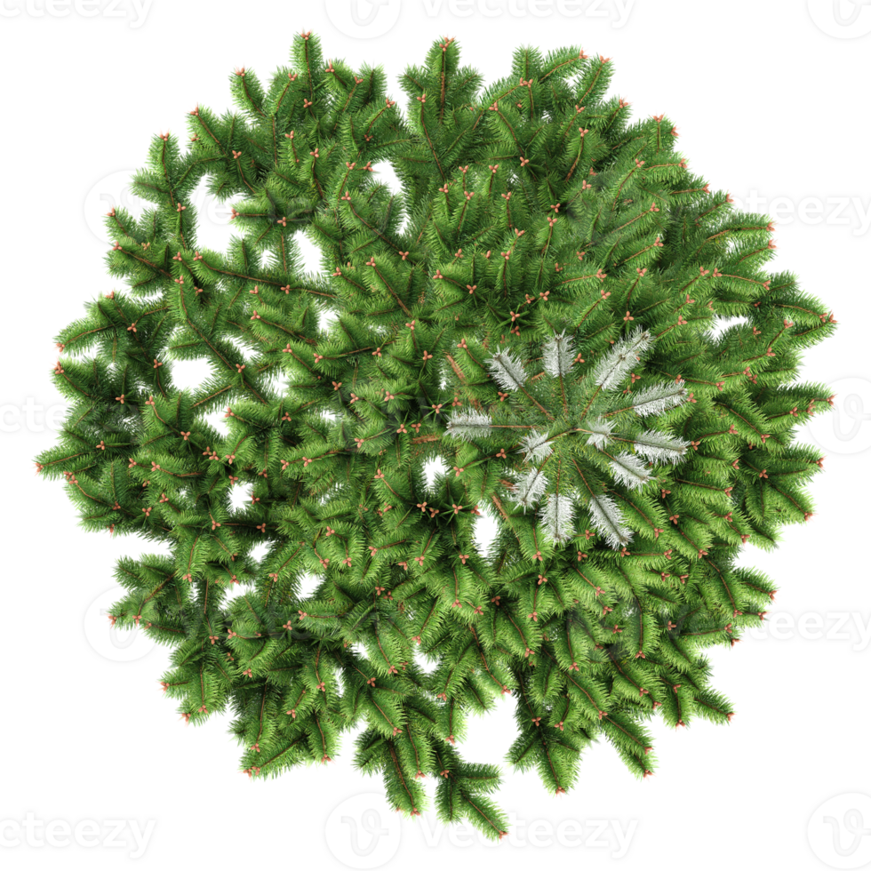 Green beautiful Schinus terebinthifolius tree isolated on Canvas from top view png