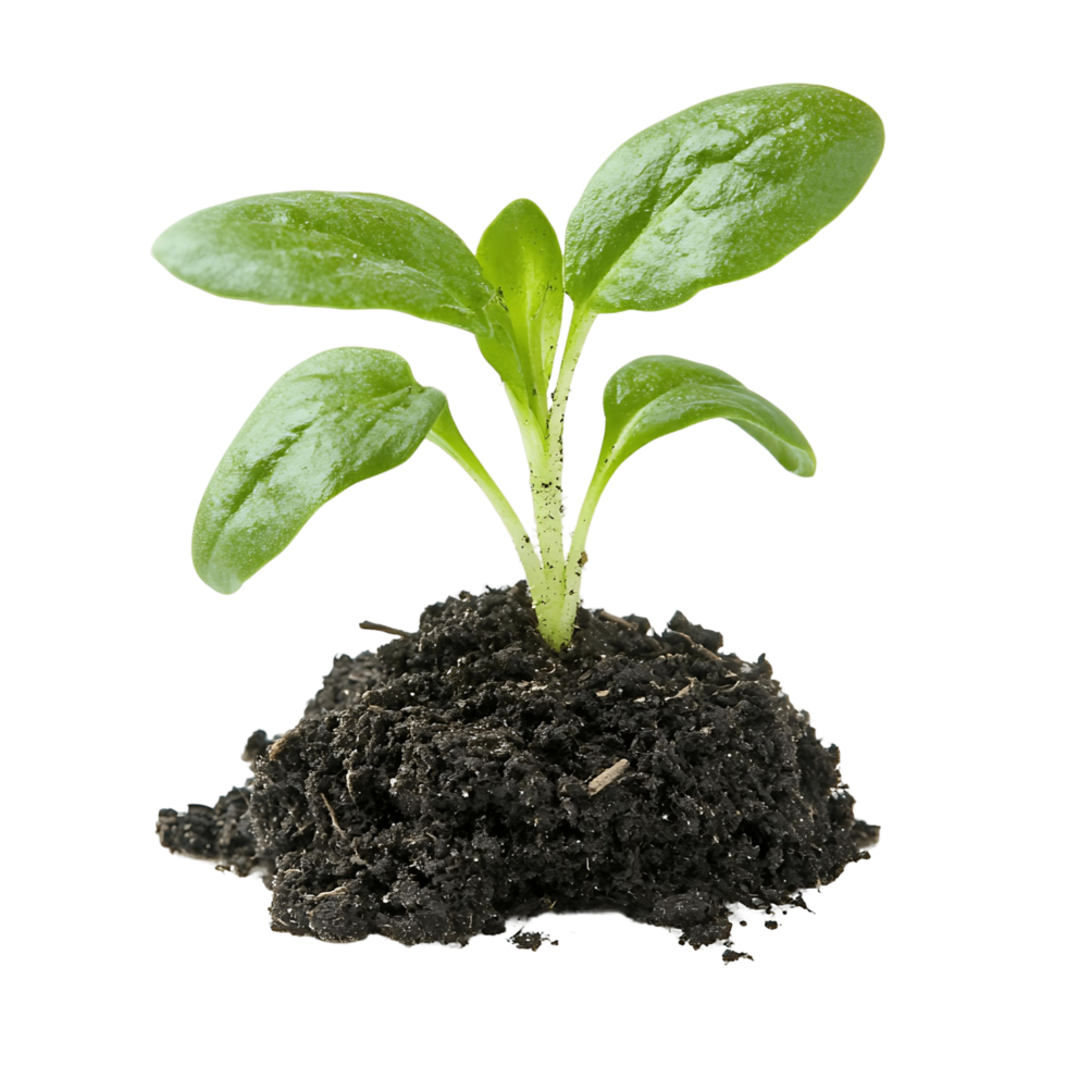 A Small Sprout in Soil png