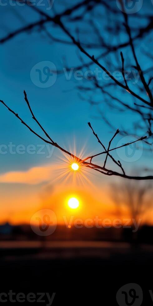 A tree branch with a sun shining through it photo