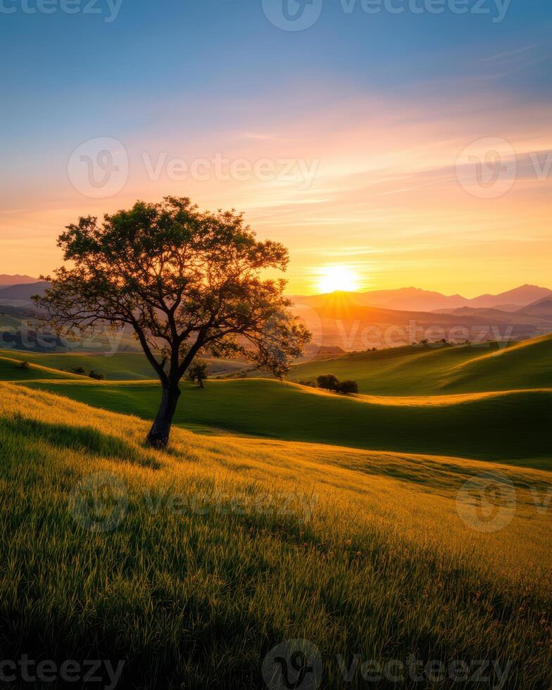 A tree stands in a field with a beautiful sunset in the background photo