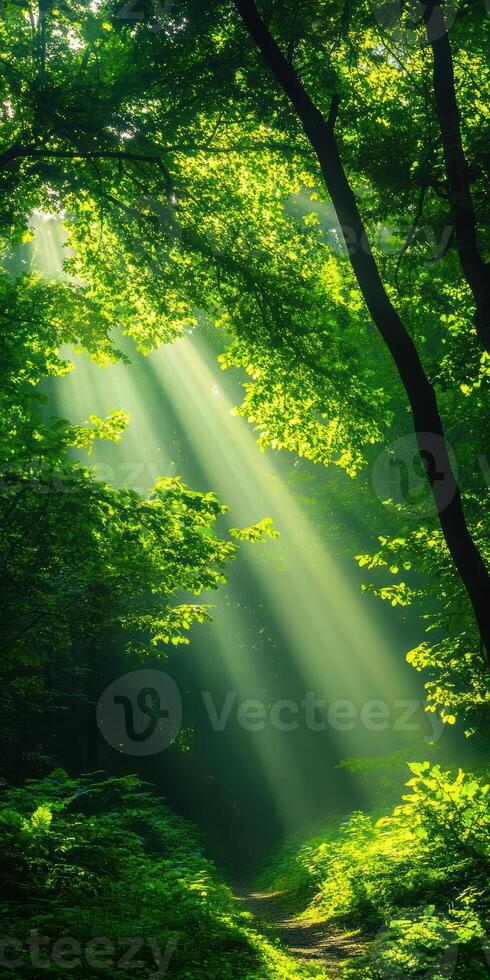 A forest with sunlight shining through the trees photo