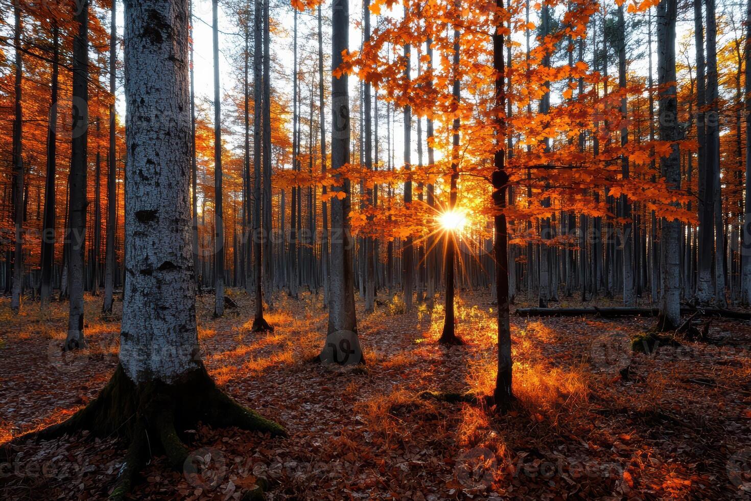 A forest with trees that are orange and yellow photo