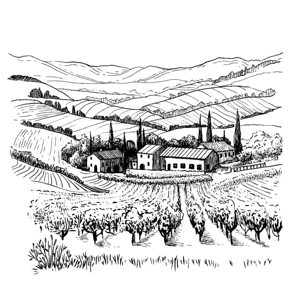 Landscape of rows of vineyards and farm winery in graphic style. Illustration vector