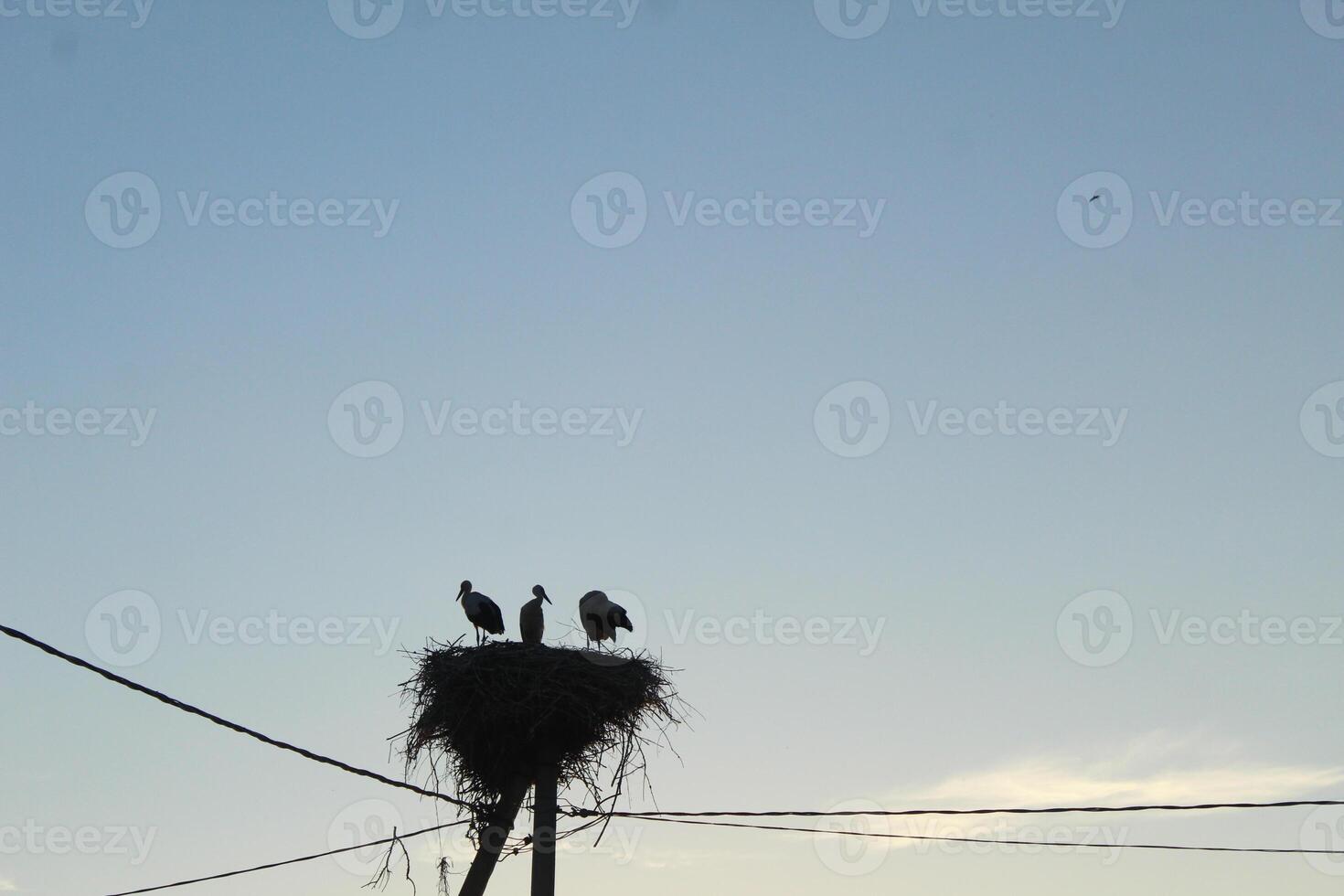 Storks in the nest silhouettes of birds against light blue sky near electric wires photo