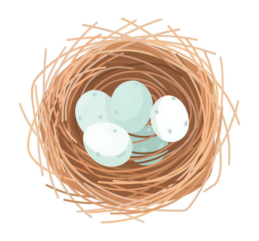 Nest with blue eggs top view. isolated illustration vector