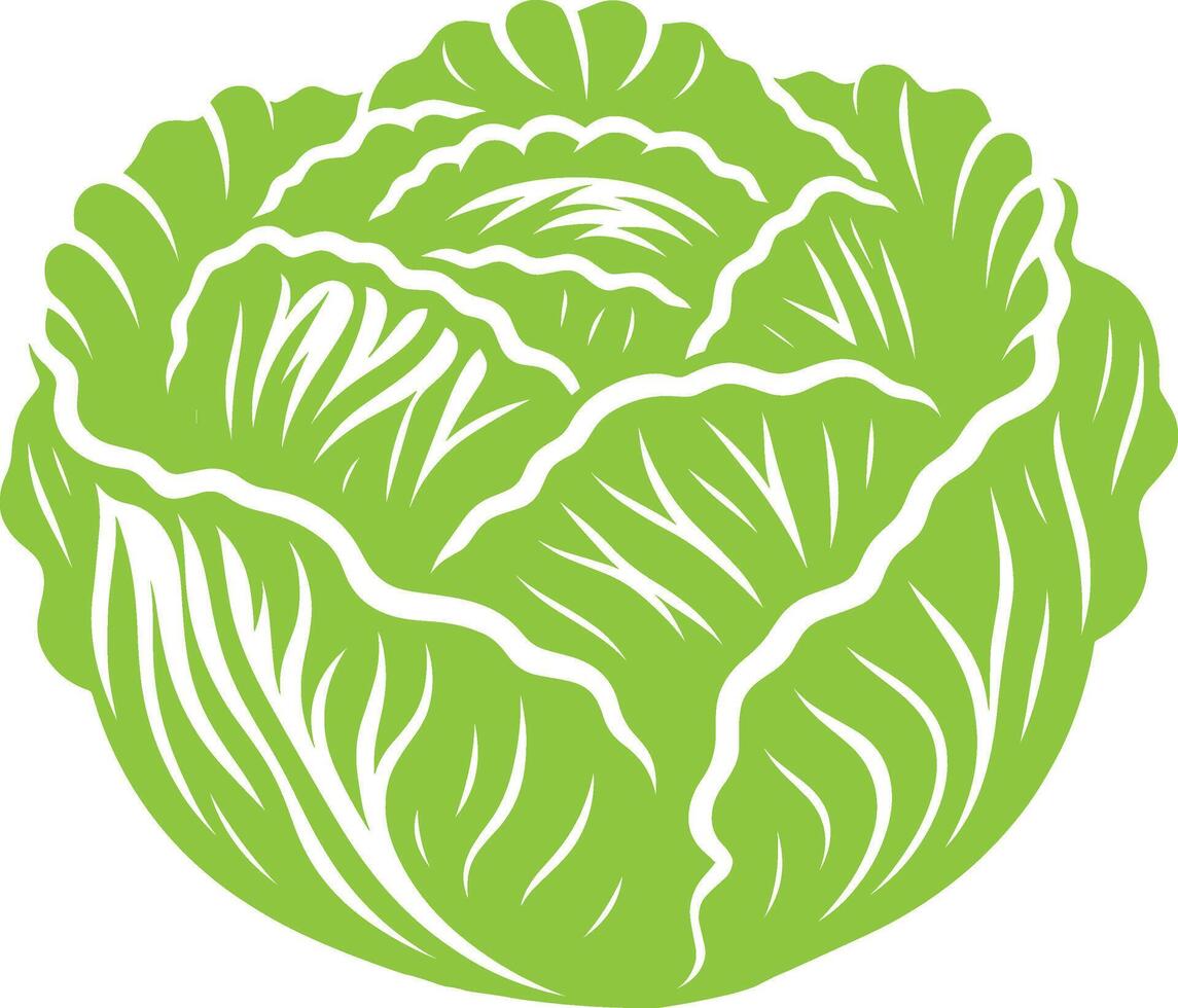 Natural and fresh cabbage illustration on a crisp white backdrop vector