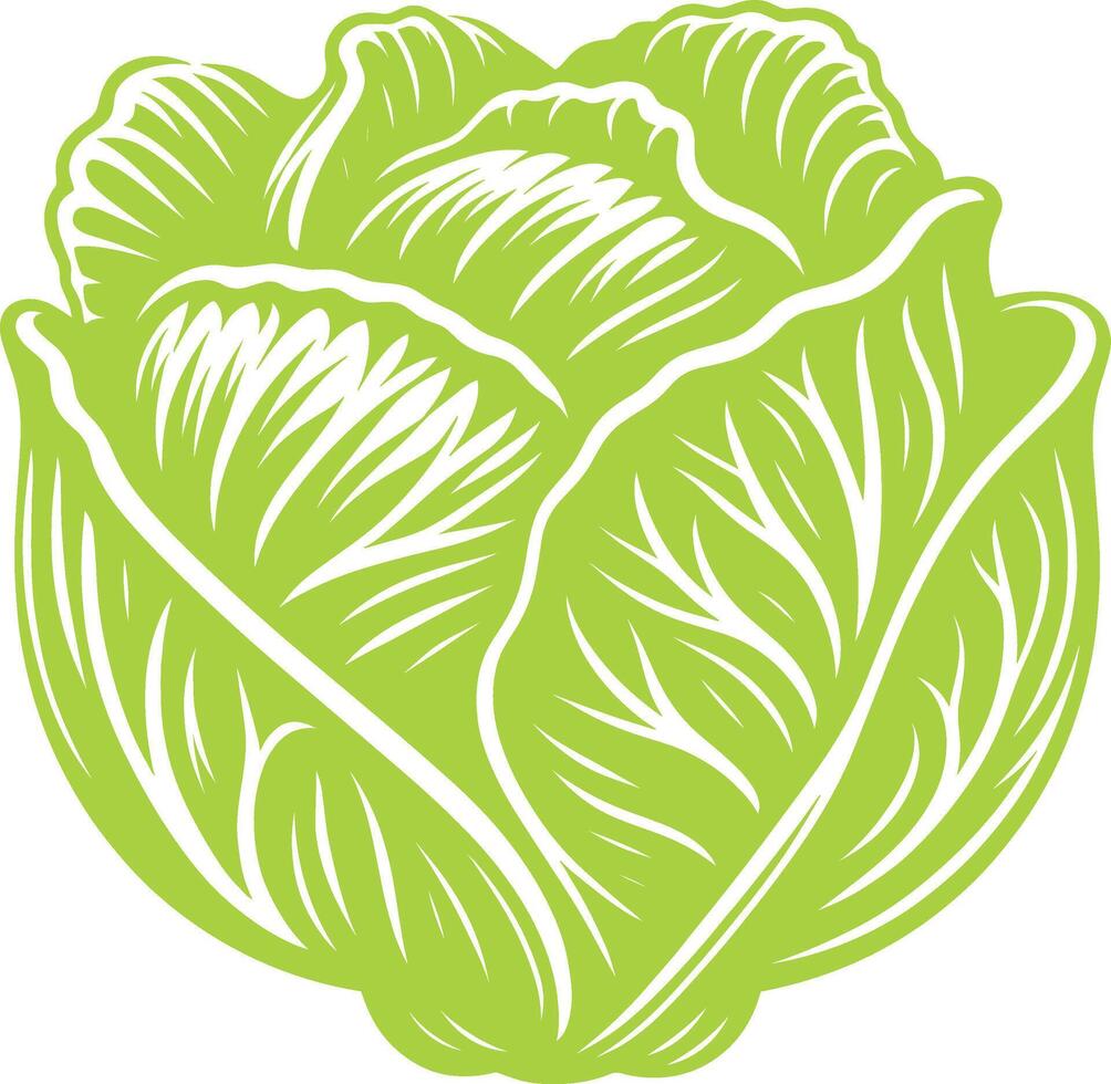 Healthy green cabbage illustration on a white surface vector