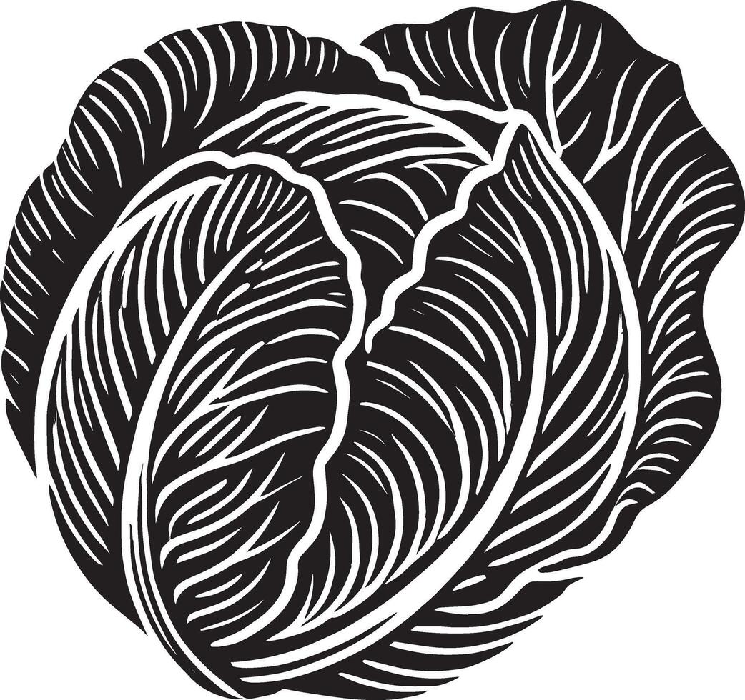 Garden cabbage plant silhouette on a clean white backdrop vector