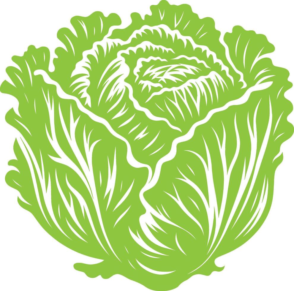 Cabbage organic vegetable illustration isolated on a white background vector