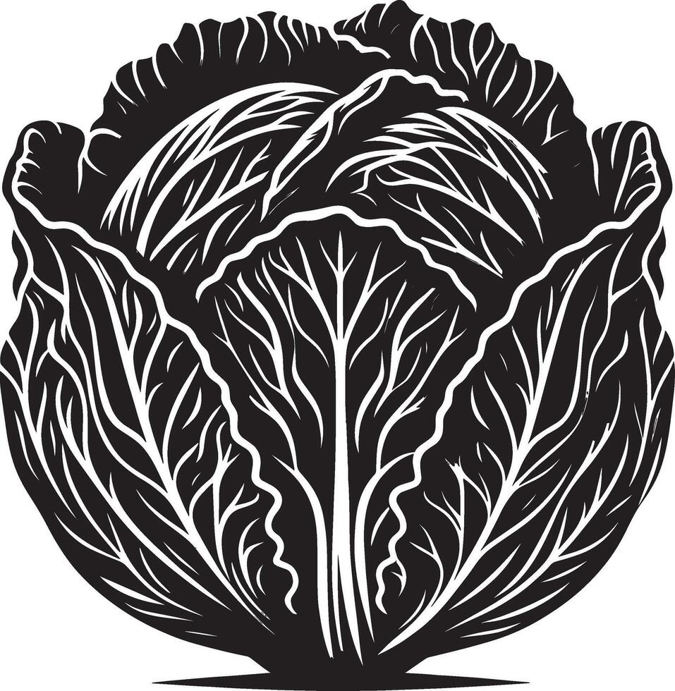 Organic leafy cabbage illustration on clean white vector
