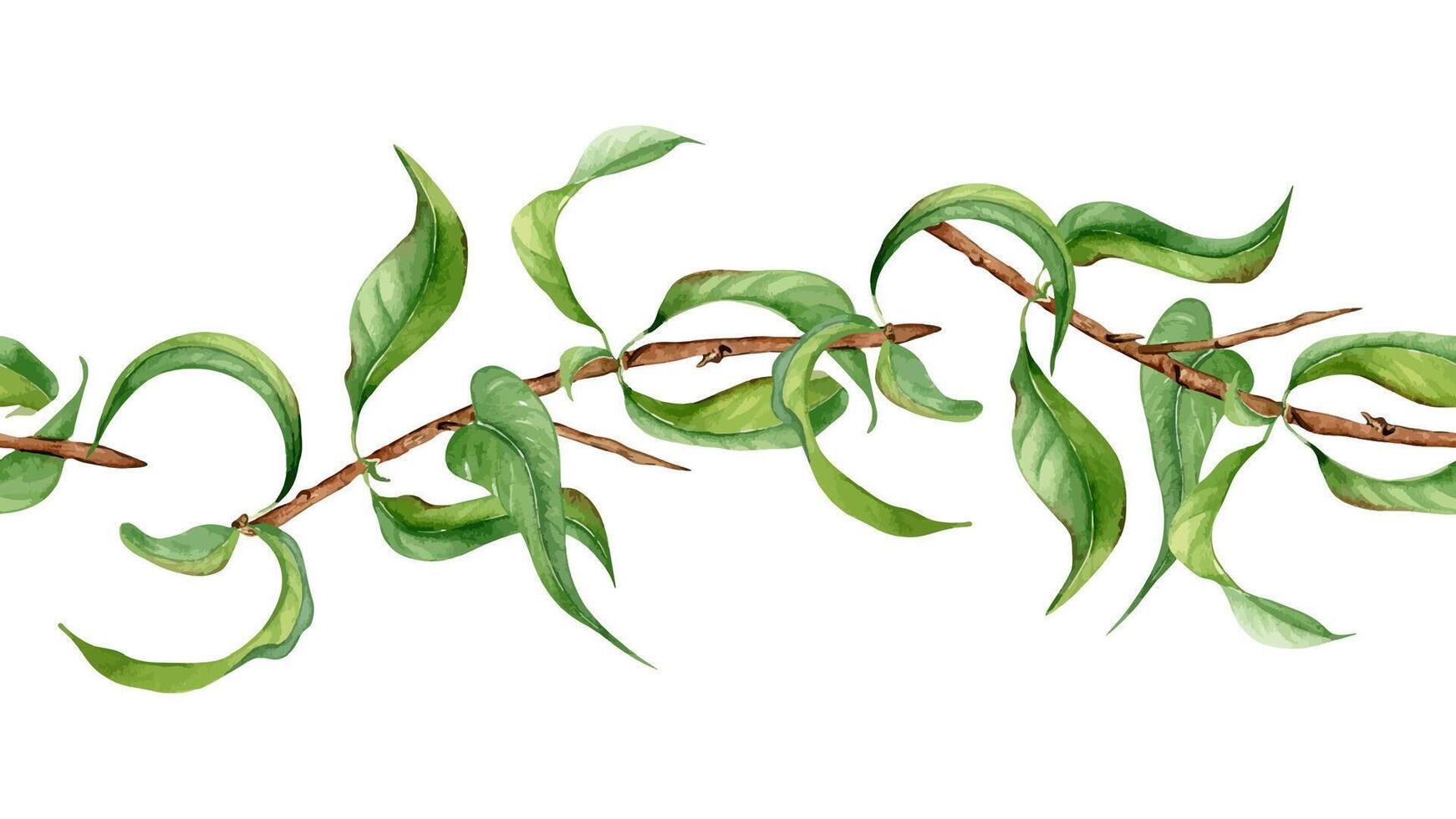 Branch of peach tree with green leaves isolated on seamless banner. Watercolor painting fruit tree branch hand drawn. Leaves of peach plant on endless border for package, invitation, label. vector