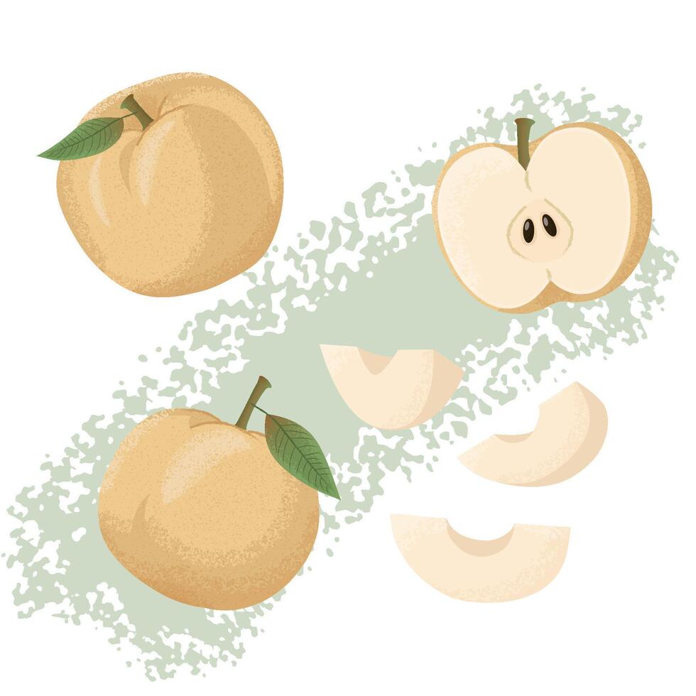 Detailed and Artistic Illustration of Asian Pears in Various Forms vector