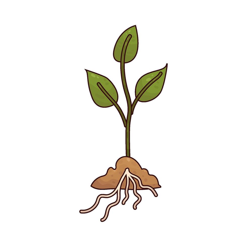 Illustration of Plant Sapling vector