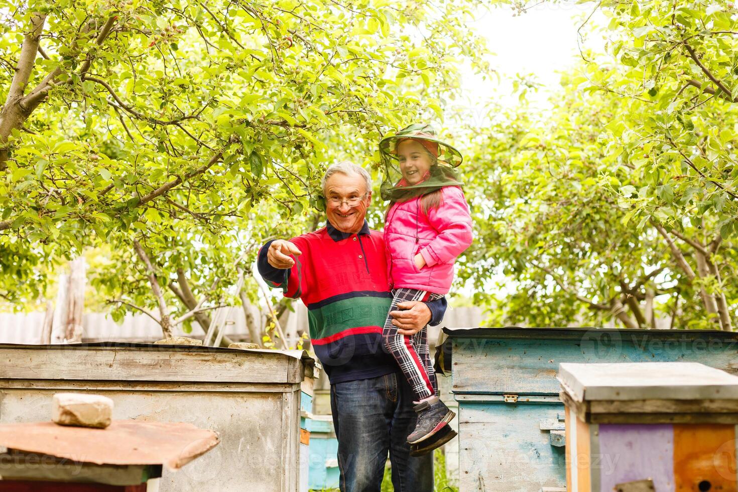 Experienced beekeeper grandfather teaches his granddaughter caring for bees. Apiculture. The concept of transfer of experience photo