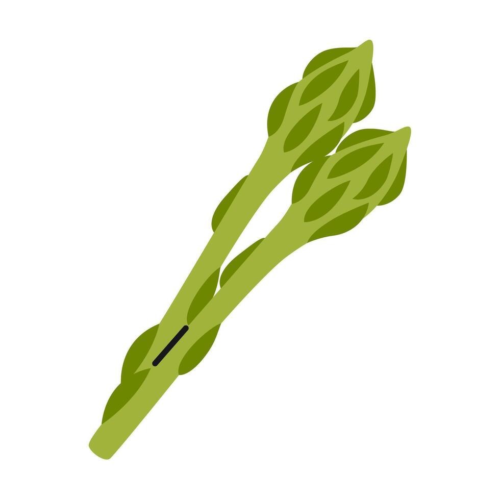 Green asparagus. Hand drawn fresh vegetable in doodle simple flat style. Healthy food vector