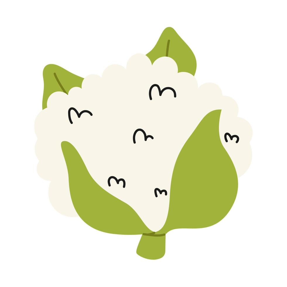 Fresh raw hand drawn cauliflower with leaves. Healthy dieting food. Doodle style vegetable vector