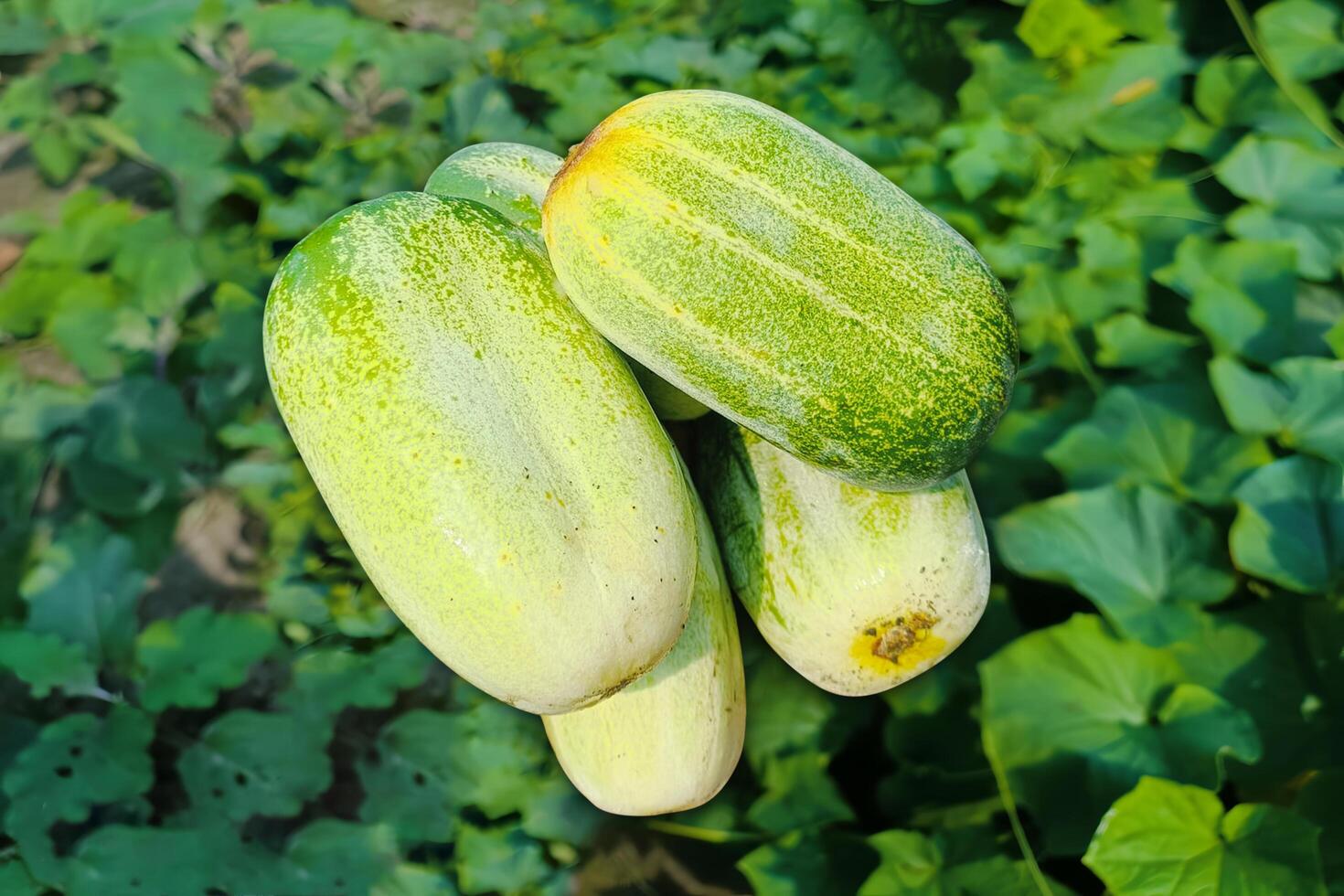Khira. Hybrid Cucumber is harvested, green Cucumber Farming photo