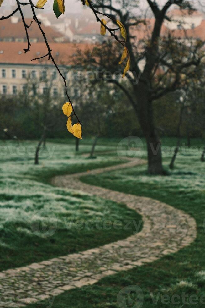 Winding Path That Leads Through a Beautiful Misty Landscape Abundant in Nature photo