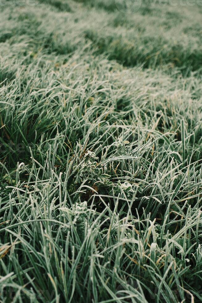 Frosty Grass Under the Gentle Morning Light of a Chilly Winter Day in Natures photo