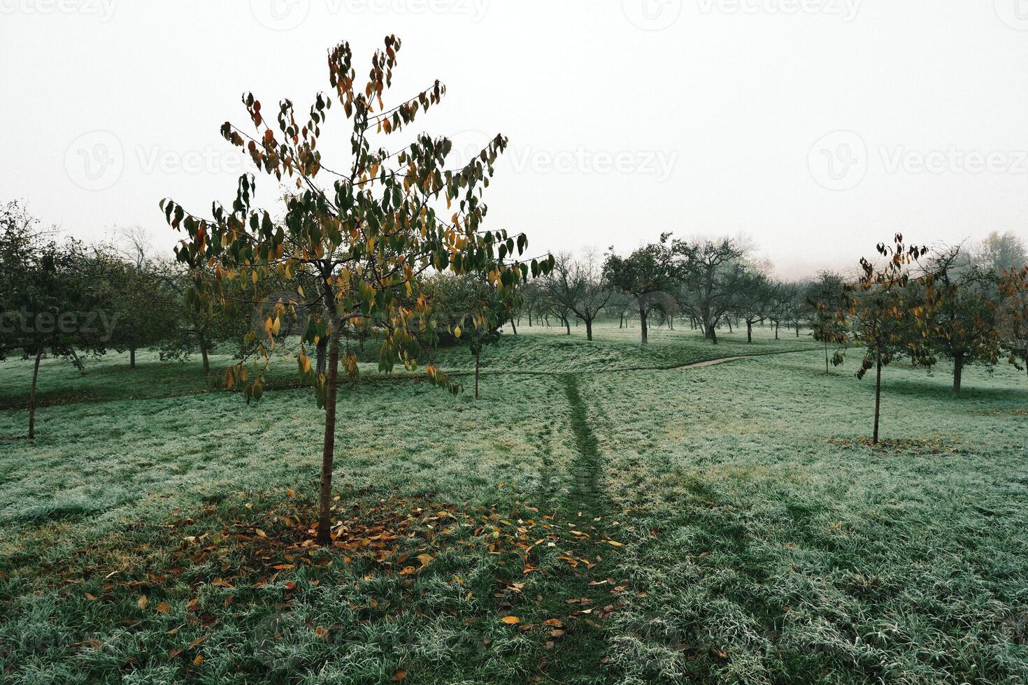 Serene Orchard Surrounded by Misty Morning Light in Peaceful Natural Environment photo
