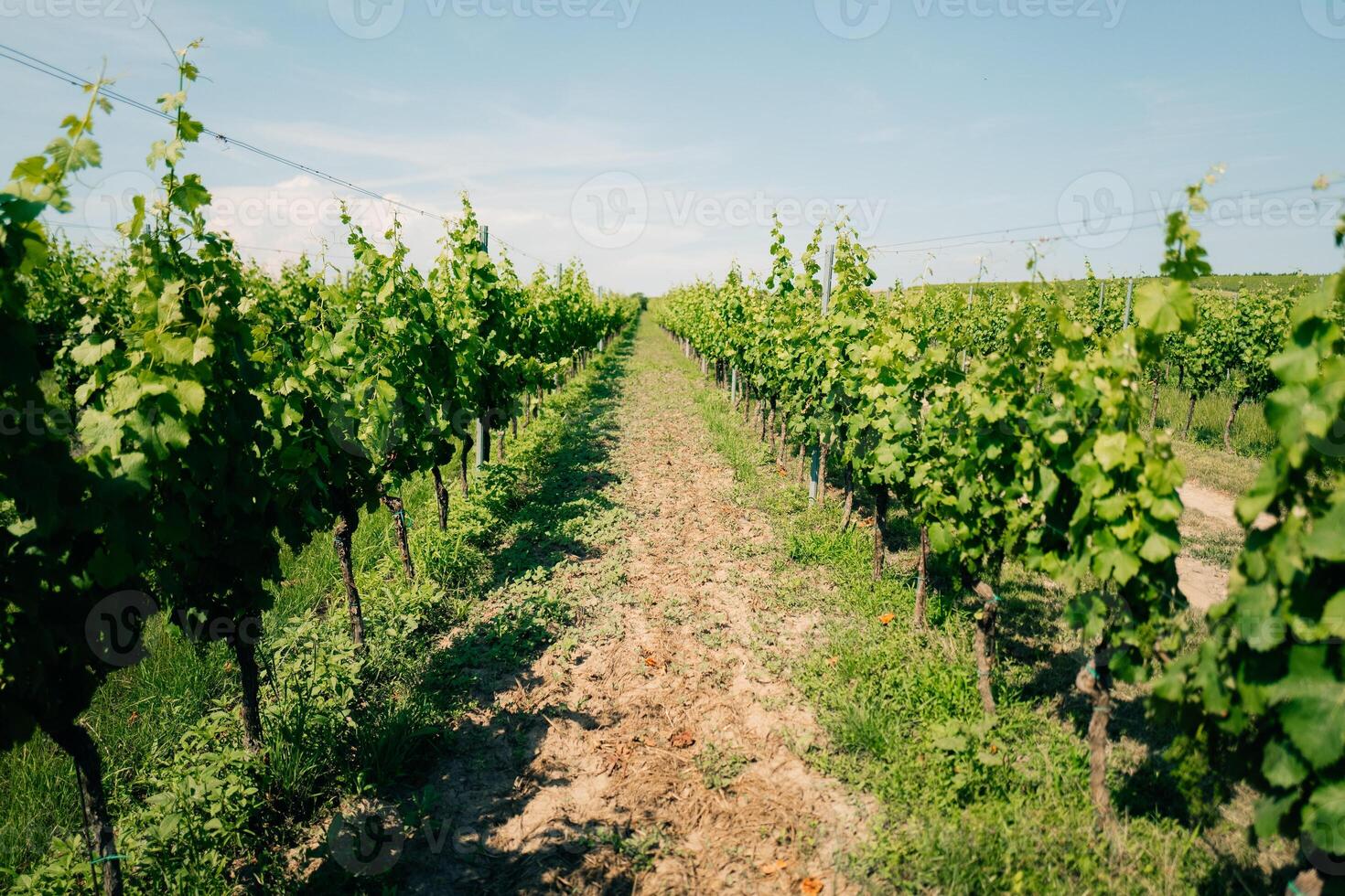 Green grape vines on the sides of the road, winery photo
