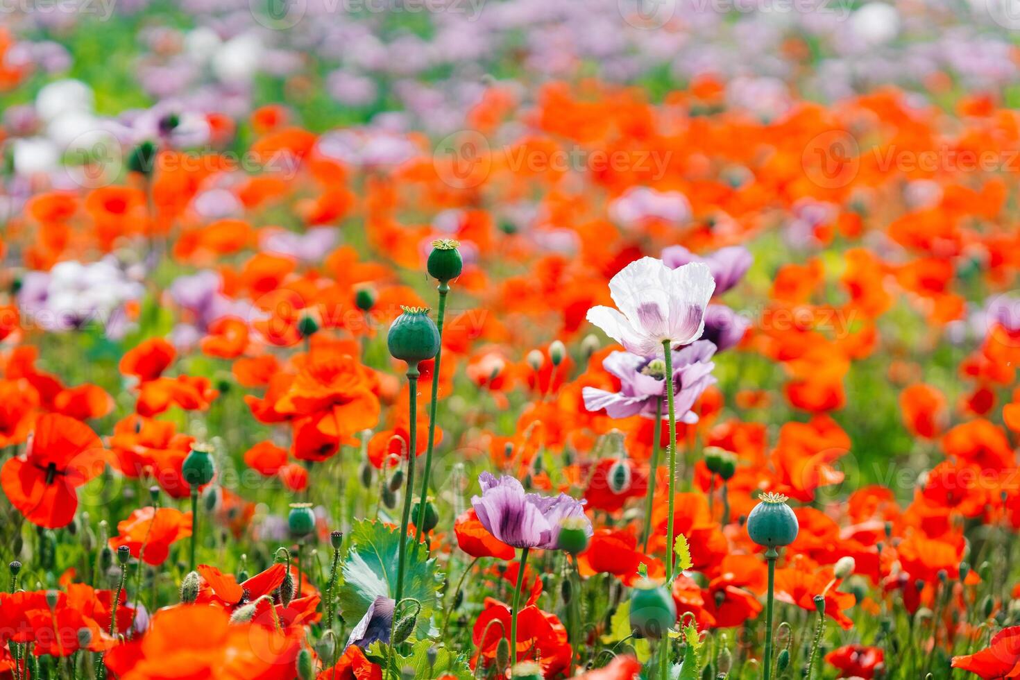 Large white blooming poppy on a background of red flowers photo