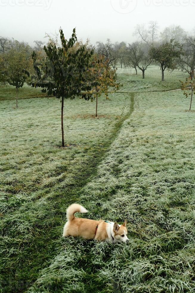 Experience a Frosty Morning Walk with Your Beloved corgi Dog in a Beautiful photo