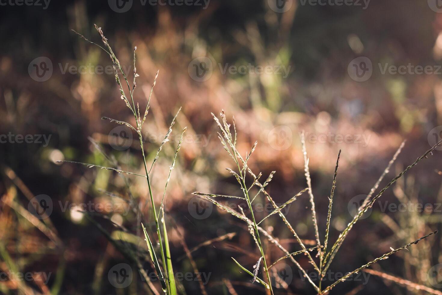 Small grass and blur nature background and light of sun photo