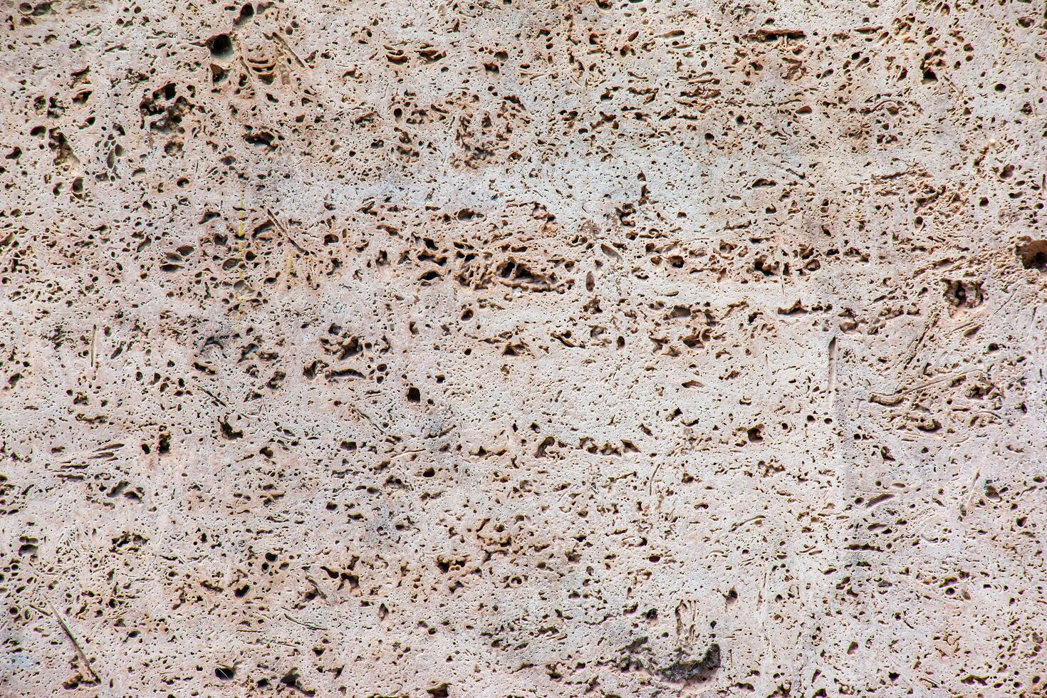 Light limestone slab with shell marks. Shell rock texture. Natural stone background photo