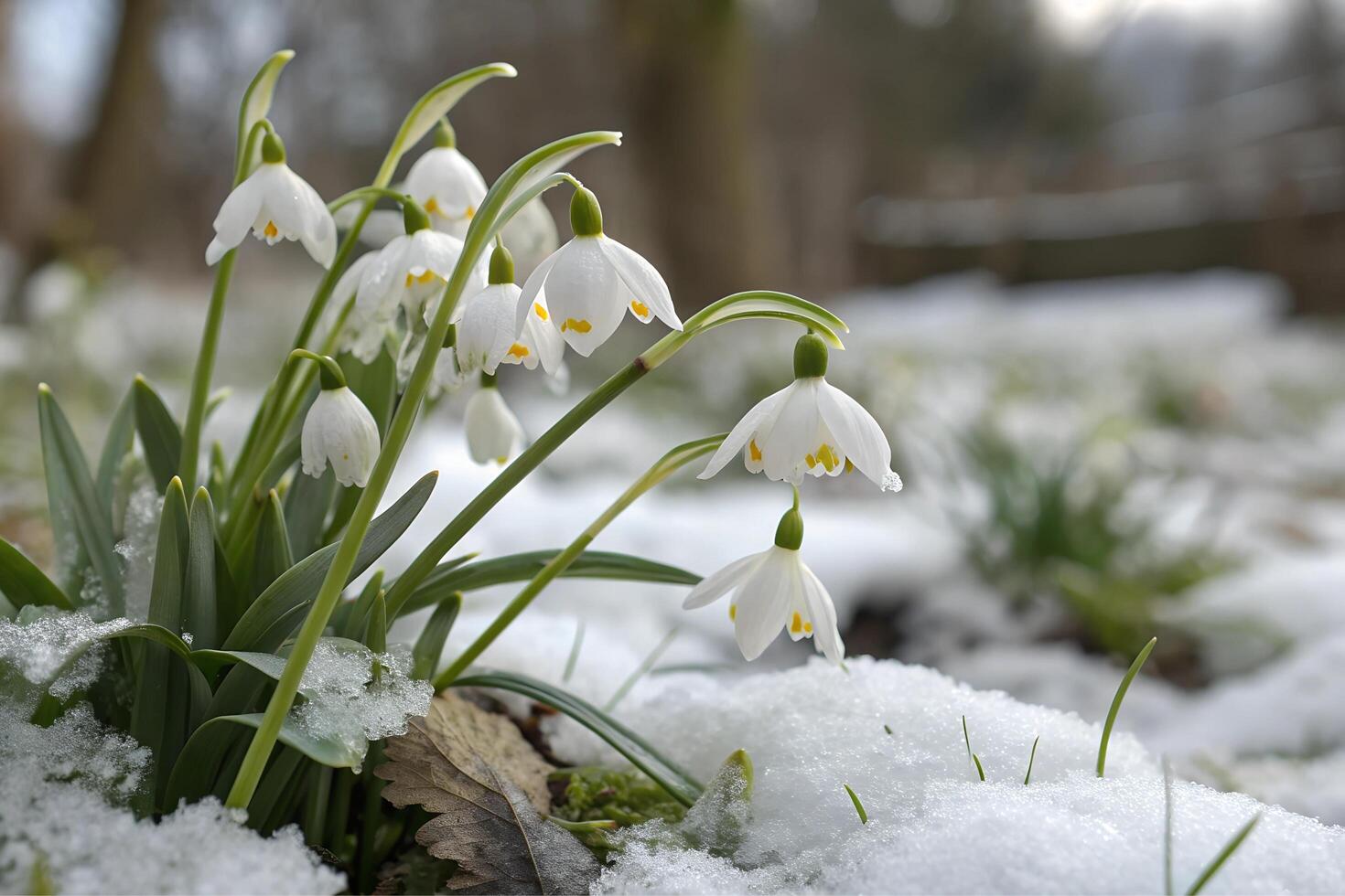 White snowdrops coming out of the snow-covered ground photo