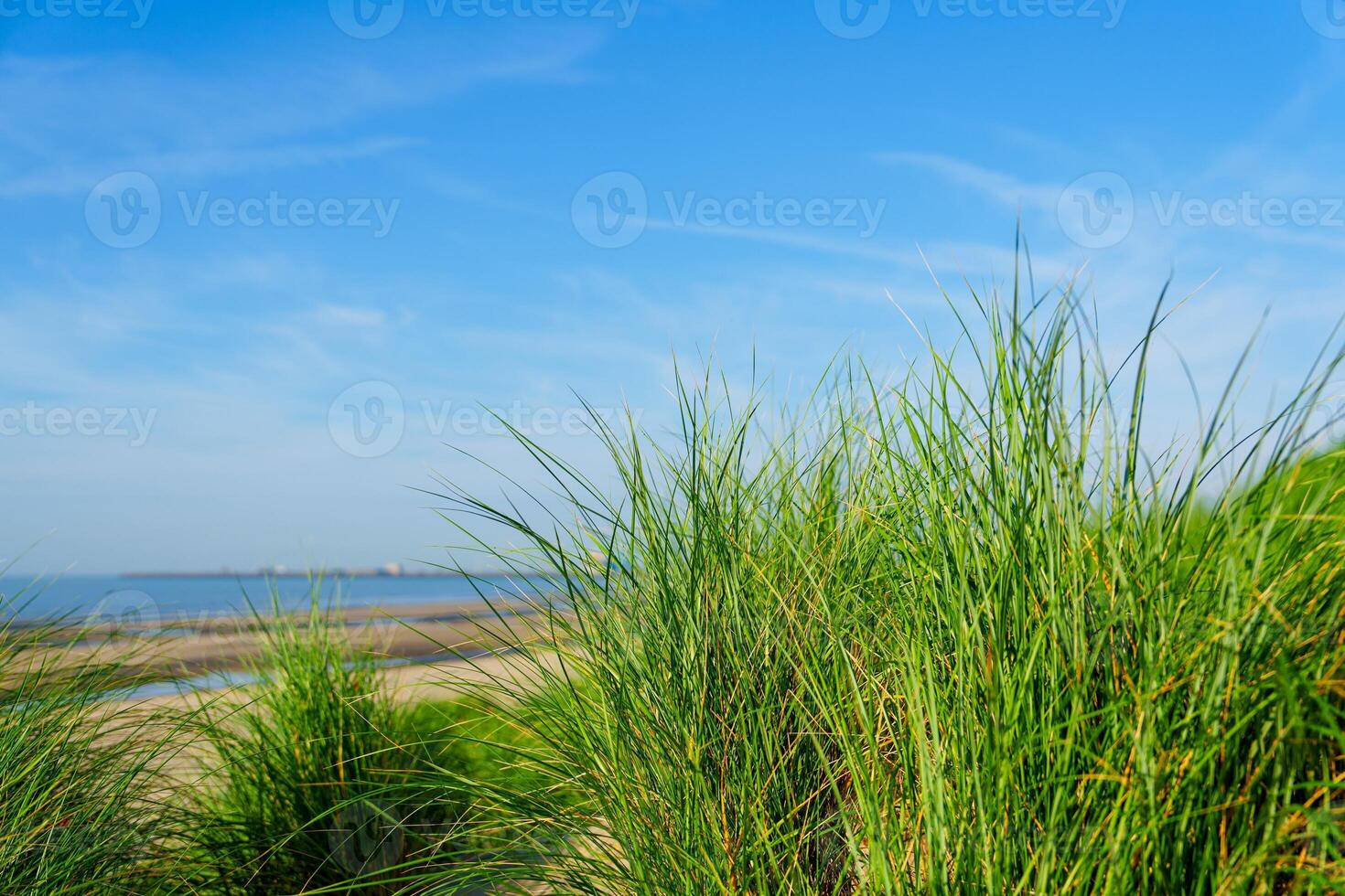 Green grass field with blue sky and white clouds in the background. photo