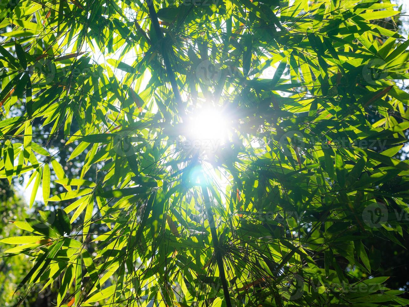 View from below to the top of a large tree in a tropical forest. Sun rays in the tree crown. Nature background photo