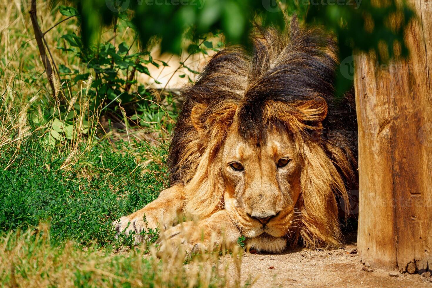 A lion laying down in the grass near a tree photo