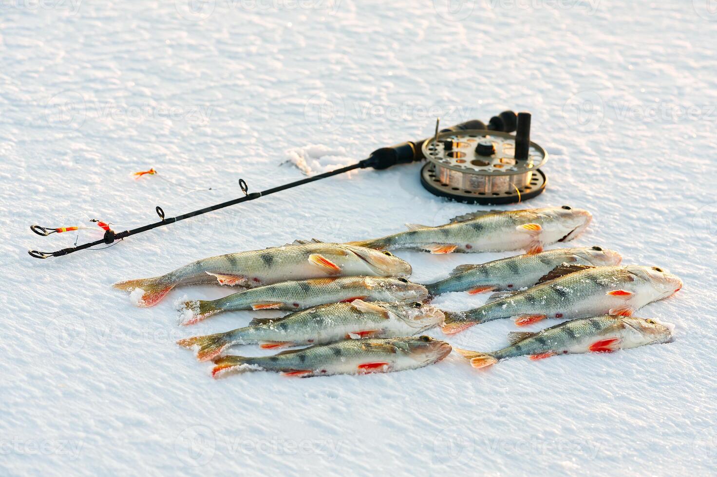 Winter Ice fishing perch on the snow. winter fishing, perch fish on the ice in winter on the sea lake river photo