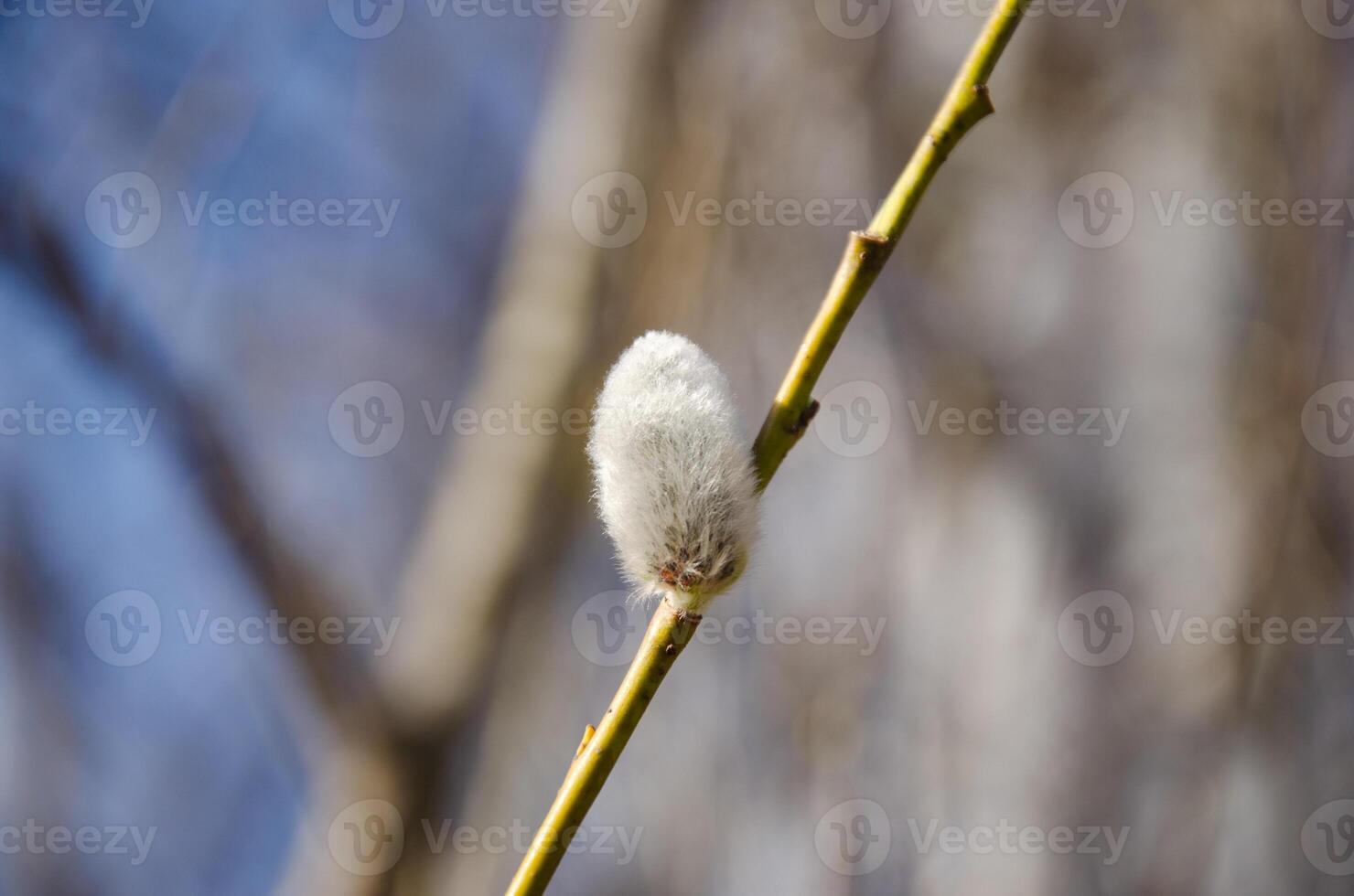Willow branch with bud blossoming in spring. High quality photo